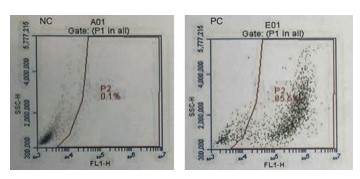 Monitoreo de la infección viral de células 4